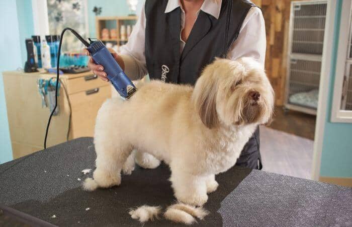 Oster A5 clipper helps you groom your dog quickly and neatly.