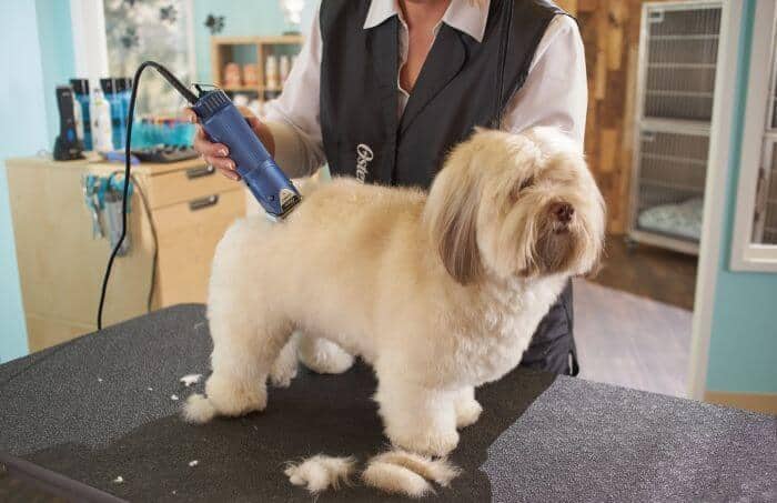 can you cut human hair with dog clippers