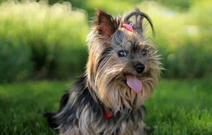 Our Reviews of the 4 Best Dog Blow Dryers Our Reviews of the 4 Best Dog Blow Dryers